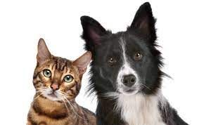 Dog & Cat Companions