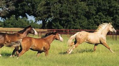 Equine Health